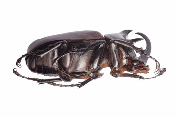 Poster - giant scarab rhino beetle