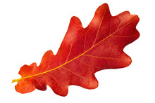 Red Autumn Leaf Oak Isolated On White Background