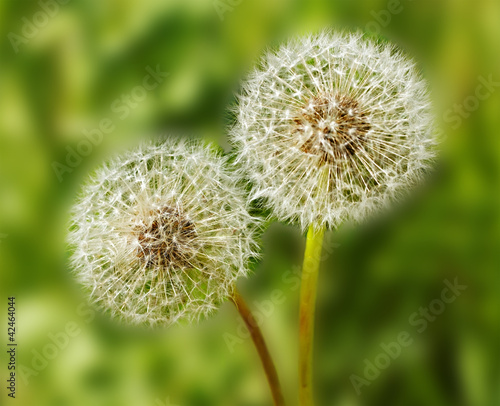 Obraz na płótnie canvas czteroczęściowy "tetraptyk" Para dandelions.