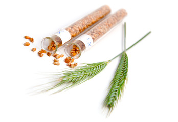 wheat seed in glass test tubes with plant of green wheat spikes,