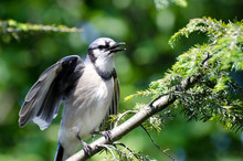 Young Blue Jay Calling Out To Be Fed