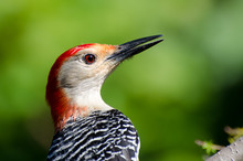 Profile Of A Red Bellied Woodpecker,