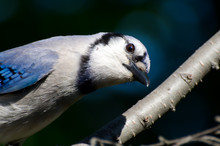 Curious Young Blue Jay Looking You In The Eye