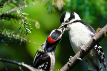 Young Downy Woodpecker Being Fed By Its Father