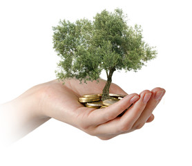 Wall Mural - Olive tree in palms as a gift