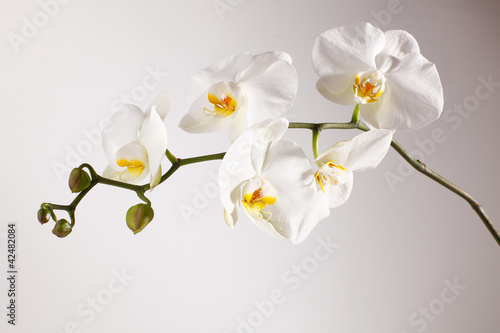 Naklejka dekoracyjna orchidee, phalaenopsis