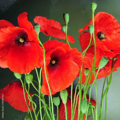 Tapeta ścienna Klatschmohn