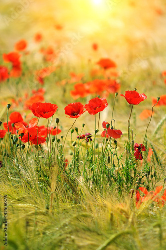 Naklejka dekoracyjna Red poppies