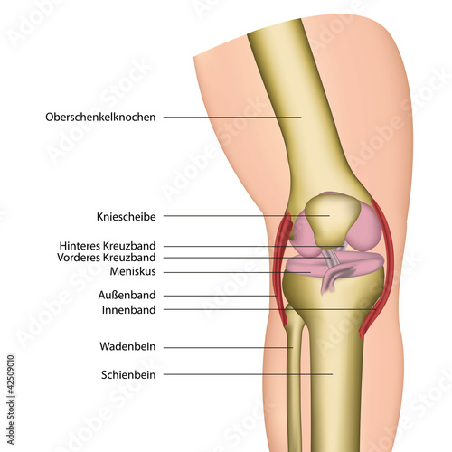Fotografiet knie gelenk anatomie illustration, beschreibung deutsch