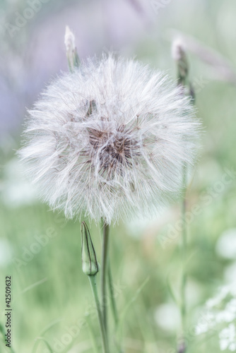 Naklejka - mata magnetyczna na lodówkę Meadow Salsify