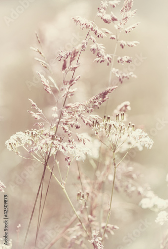 Naklejka dekoracyjna Summer Meadow