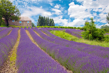 Canvas Print - Provence