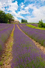 Canvas Print - Provence 2