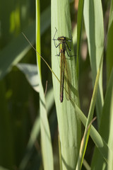 Wall Mural - female agrion splendens