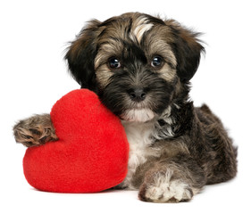 Lover Valentine Havanese male puppy dog is holding a red heart