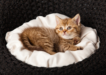 Sticker - kitten sleeping in the basket