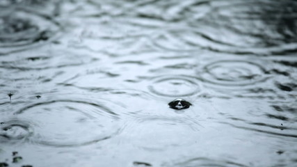 Wall Mural - rain drops rippling in a puddle