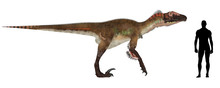 Utahraptor Size Comparison
