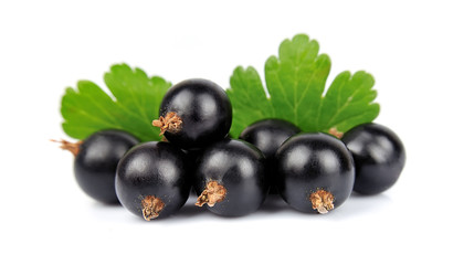 Sticker - black currant with leafs