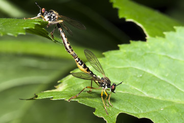 Coupling dragonflies on a green leaf