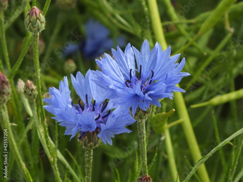 Naklejka na drzwi kornblumen