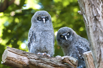 Poster - Great Grey Owl