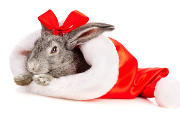 Poster - Gray rabbit in a Santas hat, isolated on white