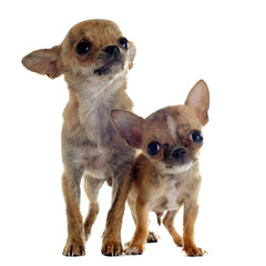 Wall Mural - chiots chihuahuas