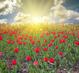 Wall Mural - red tulip field at sunset