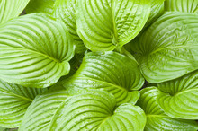 Green Hosta Leaves