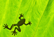 Silhouetted of frog