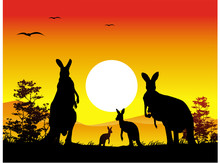 Australia Sunset With Kangaroo Family Silhouette
