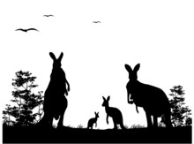 Silhouette Of The Kangaroo Family Australia