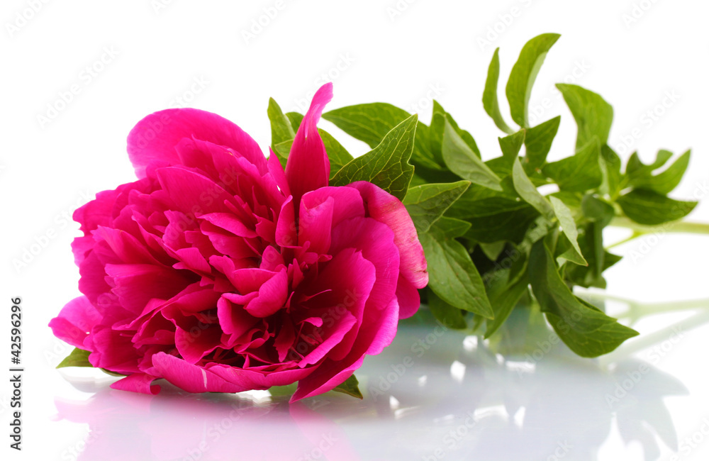 beautiful pink peony isolated on white