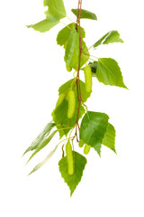 Poster - green birch leaves isolated on white.