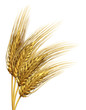 Wheat or barley Element