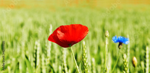 Board z aluminiowym obramowaniem Chwastów kwiaty na ziemi.