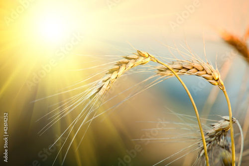 Cuadros en Lienzo field of yellow wheat and cloud in the sky
