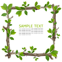twig and green leaf frame isolated on white background.