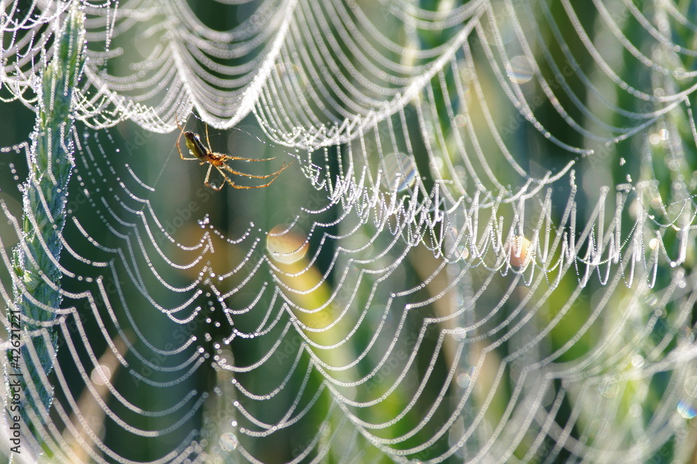 Pająk  pajęczyna w kroplach rosy wczesny ranek - obrazy, fototapety, plakaty 