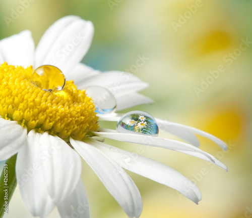 Obraz na płótnie canvas trzyczęściowy "tryptyk" Daisy with drop with mirroring effect