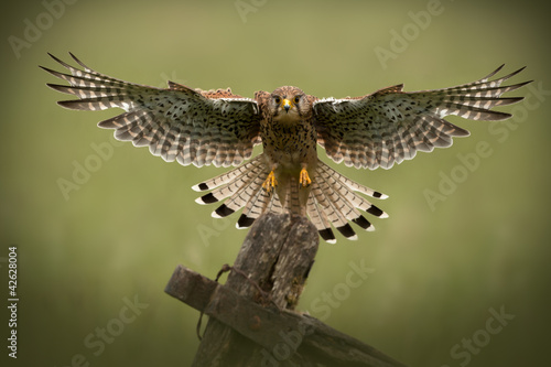 Cuadros en Lienzo Female Common Kestrel in flight