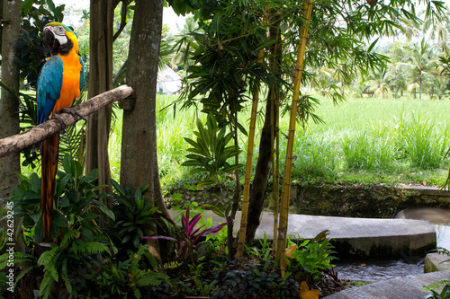 Fototapeta na wymiar Tropical gardens and a parrot macaw