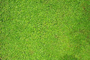 Poster - Green lawn close-up