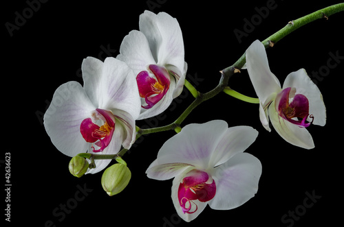 Obraz na płótnie canvas dwuczęściowy "dyptyk" Orchidea
