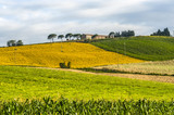 Fototapeta Na sufit - Marches (Italy) - Landscape at summer with sunflowers, farm