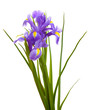 Beautiful bright irises isolated on white