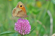 Meadow Brown Butterfly On Clover