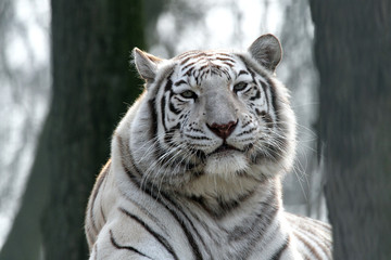 Wall Mural - white bengal tiger