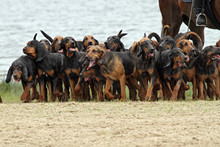 Group Of Bloodhounds On A Hunt